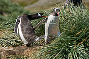 Picture 'Ant1_1_01102 Gentoo Penguin, Pygoscelis Papua, Antarctica and sub-Antarctic islands, South Georgia, Godthul'